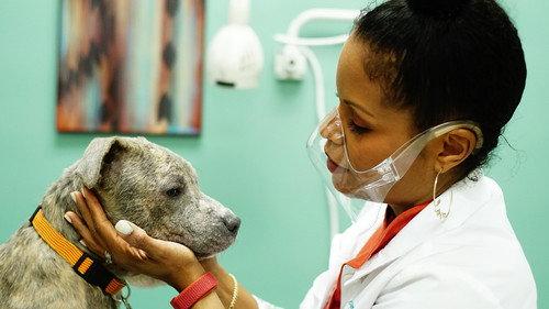 Pop Goes the Vet with Dr. Joya Season 1 Episode 3 - Home on the Mange
