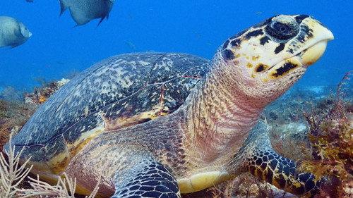 Great Blue Wild Season 1 Episode 4 - Cozumel
