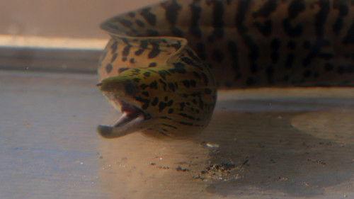 Kings of Pain Season 2 Episode 8 - Eelectrocution