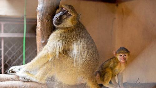 Malawi Wildlife Rescue Season 1 Episode 1 - Chasing Freedom