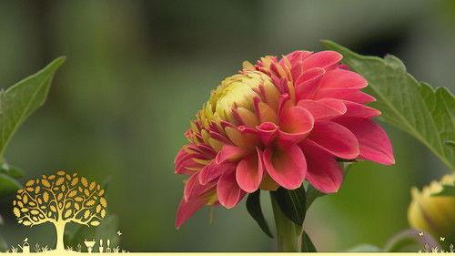 Gardeners' World Season 55 Episode 24 - Episode 24