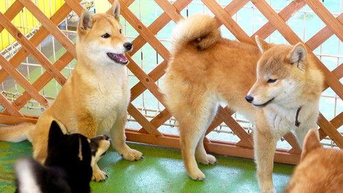 Japanology Plus Season 6 Episode 11 - Japanese Dog Breeds