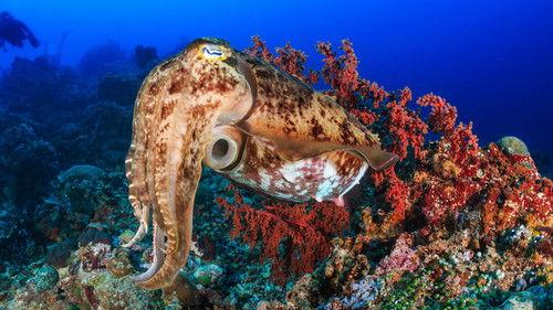 undefined Season 34 Episode 7 - Natural Born Hustlers: Staying Alive