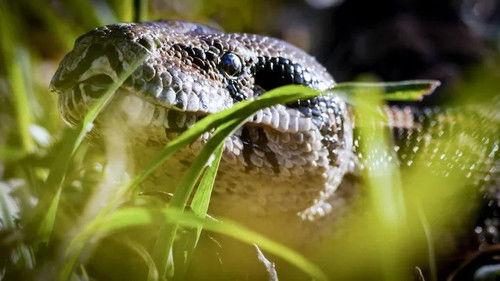 Jonahs dyreverden Season 1 Episode 6 - Episode 6