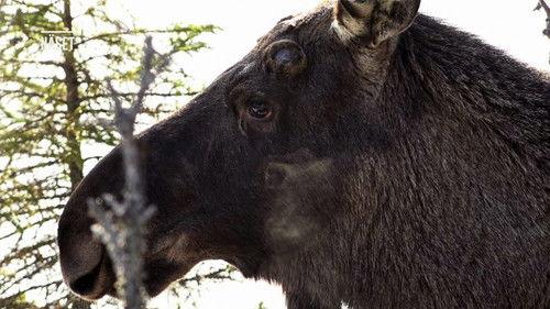 Den stora älgvandringen Season 1 Episode 10 - Slow tv day 10