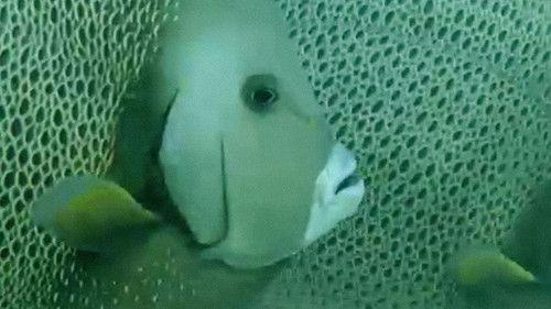 Trials of Life Season 1 Episode 11 - Courting