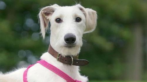 The Dog House Season 4 Episode 6 - Episode 6