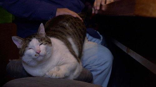 A Cat's-Eye View of Japan Season 4 Episode 15 - Tokyo: Shinjuku Never Sleeps