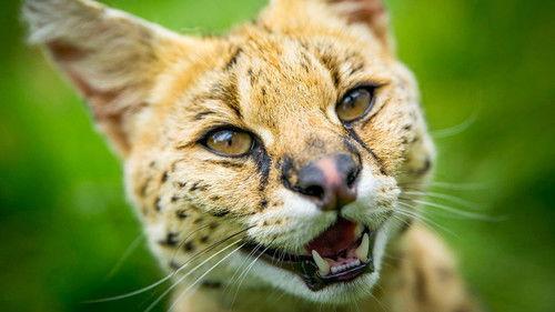 Nature Season 37 Episode 3 - Super Cats: Science and Secrets