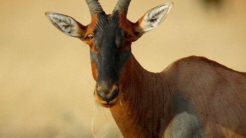 undefined Season 34 Episode 9 - Natural Born Hustlers: Sex, Lies & Dirty Tricks