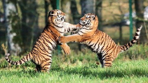 Animal Park Season 22 Episode 15 - Summer 2023: Episode 15