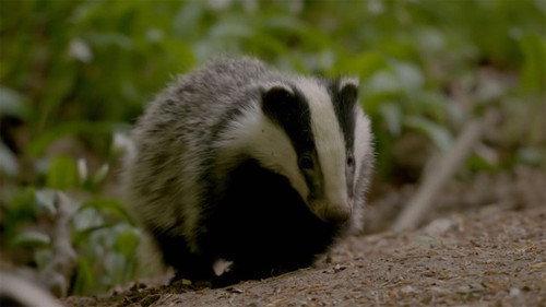 Wild Great Britain Season 1 Episode 4 - Town And Country