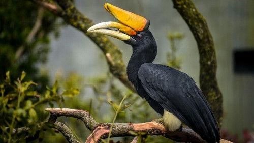 The Secret Life of the Zoo Season 9 Episode 2 - Wishing for a Meerkat Miracle