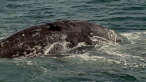 North America Season 1 Episode 1 - Born to be Wild