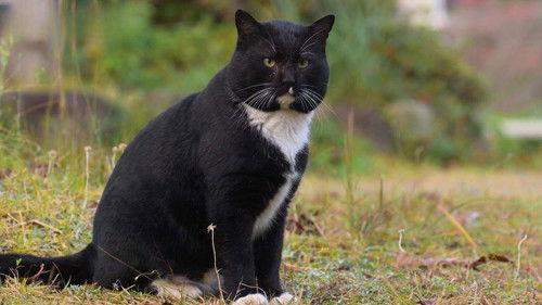 A Cat's-Eye View of Japan Season 4 Episode 13 - Kagawa: Cats Along a Pilgrimage Route