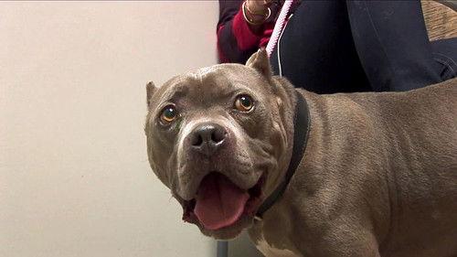 Pit Bulls and Parolees Season 3 Episode 3 - New Blood