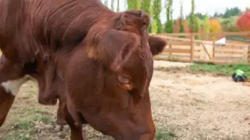 Background image for Saving Amelia