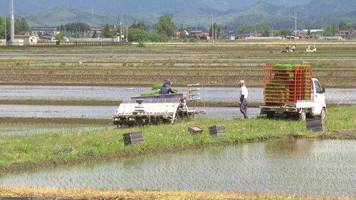 Japanology Plus Season 5 Episode 18 - Rice Cultivation
