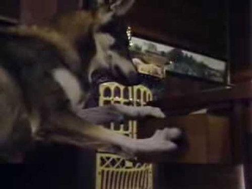 The Littlest Hobo Season 2 Episode 9 - The Hunt