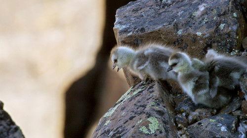 Life Story Season 1 Episode 1 - First Steps