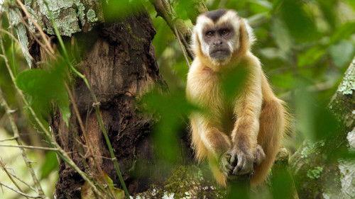 Brazil Untamed Season 1 Episode 1 - Monkey Garden