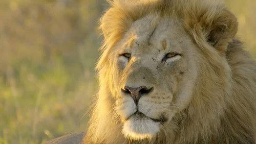 Africa's Wild Horizons Season 2 Episode 5 - Return to the Wild