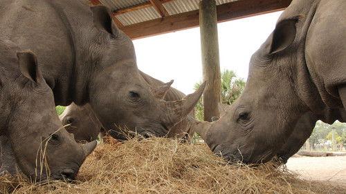 Secrets of the Zoo: Tampa Season 4 Episode 4 - Crash Course