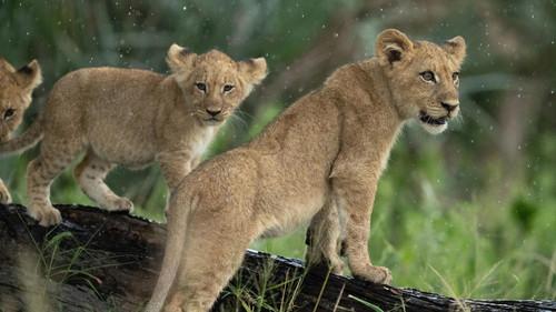 Nature Season 43 Episode 6 - Big Cats, Small World: Landlords