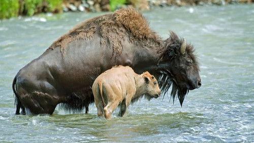 Epic Yellowstone Season 1 Episode 4 - Down the River Wild