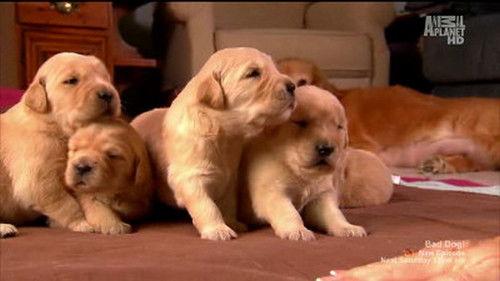 Too Cute Season 1 Episode 2 - Puppies