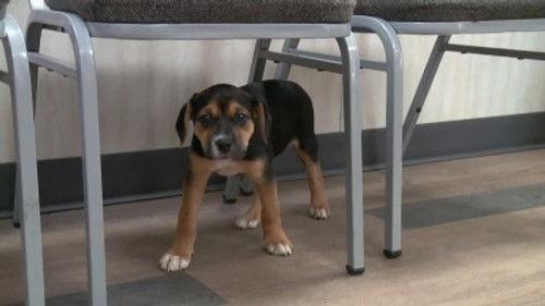 The Incredible Dr. Pol Season 15 Episode 2 - North Pol Express