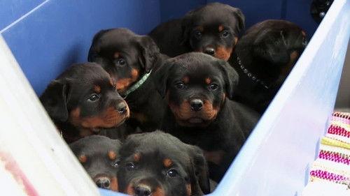 The Incredible Dr. Pol Season 20 Episode 7 - Flock Around the Clock