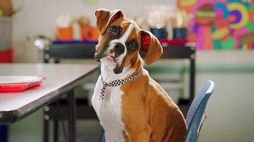 Pup Academy Season 2 Episode 2 - Spark Wants Back