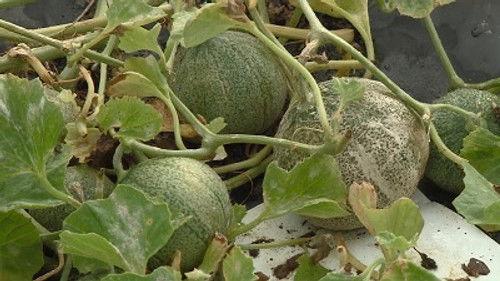 The Beechgrove Garden Season 36 Episode 22 - Episode 22