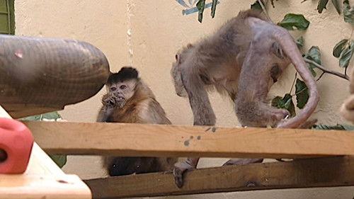 Monkey Business Season 5 Episode 6 - Episode 6