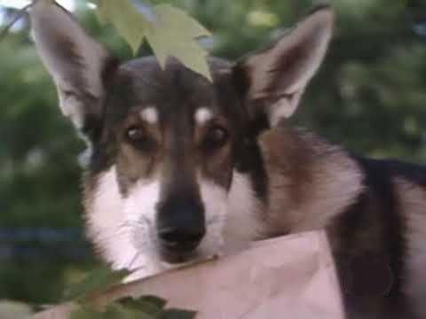 The Littlest Hobo Season 4 Episode 6 - Happy Birthday Mom