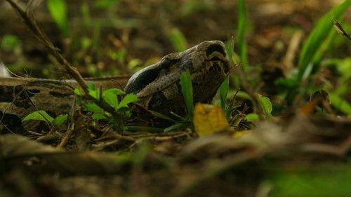 Brazil Untamed Season 2 Episode 3 - Episode 3