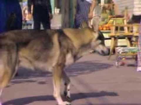 The Littlest Hobo Season 2 Episode 2 - Duddleman and the Diamond Ring