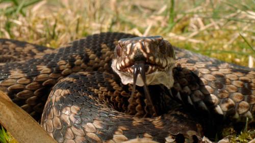 Expeditionen ins Tierreich Season 2 Episode 4 - Episode 4