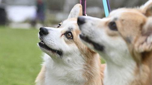 Crufts Season 15 Episode 9 - 2025 Day 3 - Part 3