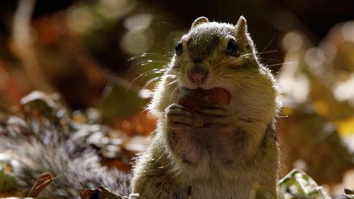 The Wild Canadian Year Season 1 Episode 3 - Fall