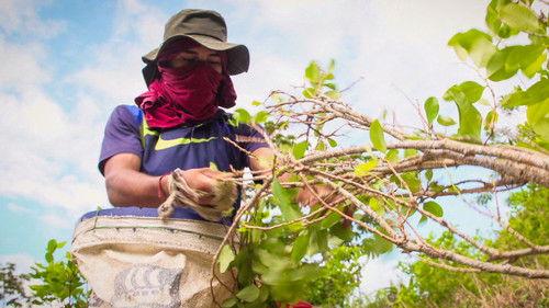 Our World Season 14 Episode 1 - Colombia: The New Cocaine War