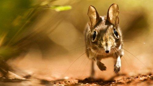 Life Season 1 Episode 3 - Mammals