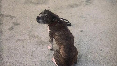 undefined Season 1 Episode 8 - The Ugliest Dog in Hawaii