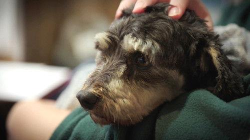 The Dog House NZ Season 1 Episode 3 - Episode 3