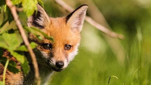 Springwatch Season 16 Episode 7 - Episode 7