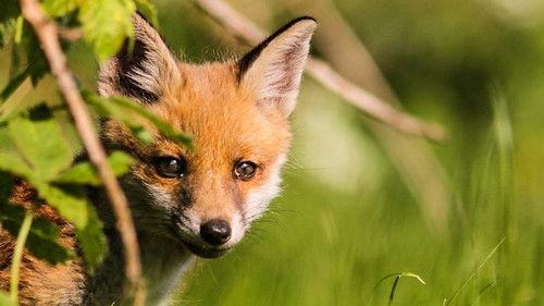Springwatch Season 16 Episode 7 - Episode 7
