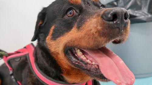 The Supervet: Noel Fitzpatrick Season 18 Episode 2 - Episode 2