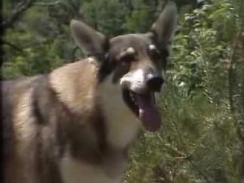 The Littlest Hobo Season 4 Episode 3 - Back to Nature