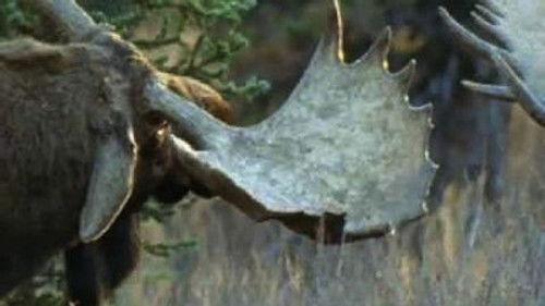 Natural World Season 22 Episode 12 - A Moose Named Madeline